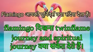 Flamingo bird ka dikhna kya sign hota hai | Flamingo spritual and twin flame journey meaning #sign