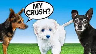 Dogs Meet Cute Puppy For the First Time!