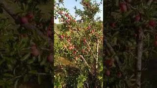 An Indigenous forest Christmas's tree.... looks something like this