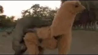 Наебали 😨😨😂😂