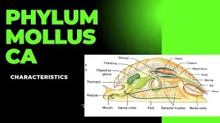 #Phylum Mollusca #Radula#Mantle #liamx#sepia #cuttle fish #invertebrates diversity #Zoology
