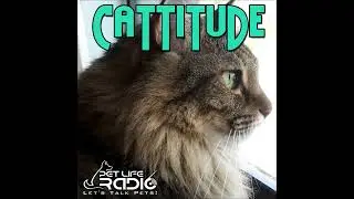 Cattitude - Episode 272 Fur-tography 101: How to Snap Your Cat Like a Pro