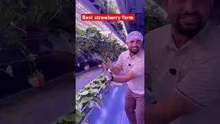 Multilayer strawberry grow system by growspec