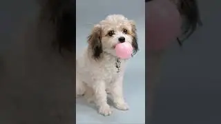 Искусственный интеллект, который мне нравится ❤️