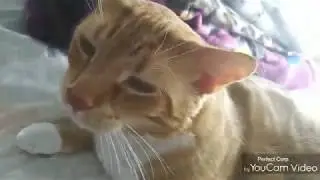 Areedy squishy package