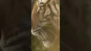 Mastering the Ambush  The Tiger's Silent Hunt1