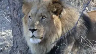 JOURNEY - Can't Tame The Lion