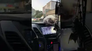 Cat on board 🙀