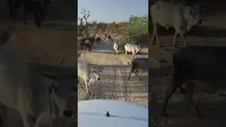 How Sudan&rsquo;s Civil War is Ruining Its Cattle Industry #africa #food #farming