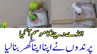 Bird Breeding Season is Here! | Birds Made Their Own Nests