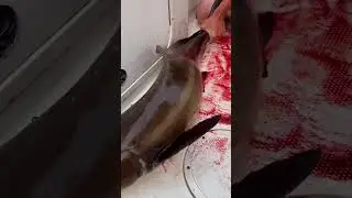 COBIA FISHING!! #fishing #fishingvideo
