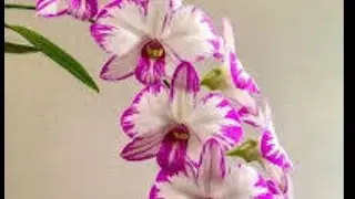 bibit anggrek thailand 170rb dapat 10 plant 085664673196