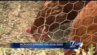 Egg prices soar due to bird flu