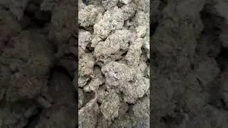 cookies and cream on Deck evolution of Lemmy kilmister