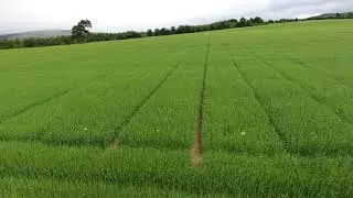 Teagasc K Barley Trial 20/06/18 Awns appearing
