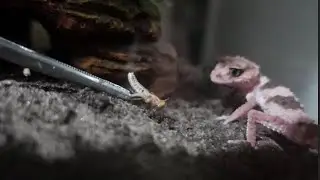 Complete Knobtail Gecko Diet. Nephrurus Wheeleri Cinctus