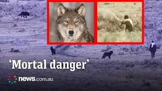 Tourist dares death by approaching pack of wild wolves