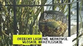 Sikorki w karmniku :-))