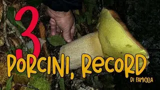 Porcini Giganti. I 3 funghi più grandi, nell'archivio di famiglia