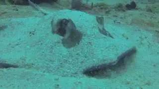 A dive at Long Rock with Dolphin Dive! Little Corn Island, Nicaragua