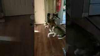 Husky plays keep Away! #husky