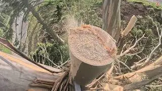 30 metre ring-barked gum tree removal