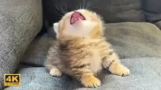Cute KITTENS Being OVERDRAMATIC... Best of 2026 😂