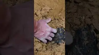 Digging up Buddha statues