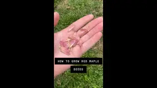 HOW TO GERMINATE RED MAPLE SEEDS!