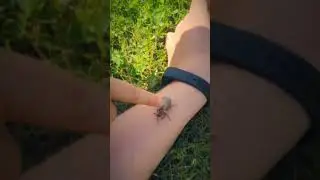Chafer