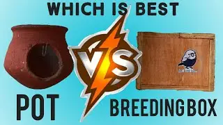 Pot VS breeding box which is best