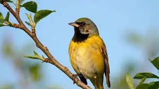 Emberiza cirlus