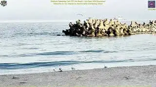 🐬 Dolphins Swimming Just Off the Beach &ndash; Up-Close Wild Encounter! 🌊🐾