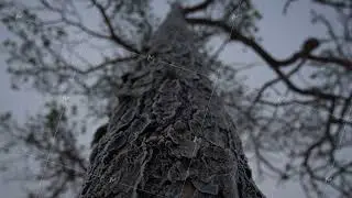 A Beautiful Frosty Tree Trunk Perspective Captured in a Lush Winter Landscape Setting