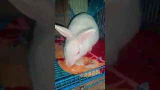 Vitamin ki goli 🎀(rabbit video cute 🥰) i have two 🐇