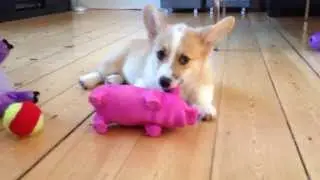 Mika VS The Purple Pig / Mika The Corgi