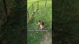 Let&rsquo;s see who loves Zillie. Subscribe to be besties #puppy #yorkie #shorts
