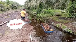 Tarik sawit #viralvideo