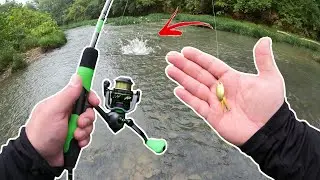 Early Morning SUMMER Creek FISHING (Multi Species)