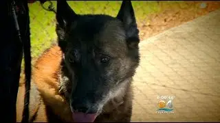 Exclusive: Wanted Man Captured With Help Of Miami Police K-9 Unit