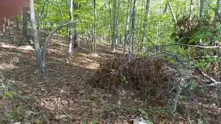 The woods behind my house