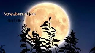 STRAWBERRY MOON, White birch