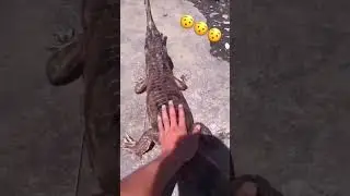 #Crocodile 🐊