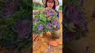 Succulent Farm Harvest: Watch Us Collect Thousands of Plants!