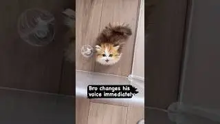 Kitty Changes Her Voice After Seeing Her Owner: Adorable Reaction!Part I #kitty #shorts #sm_shorts14