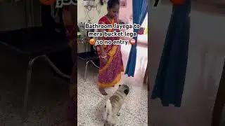 Kyun Sahi Kaha Na ?🤔🥰&hearts;️😂😜 #shorts #funny #memes #comedy #pug #pets #dog #youtubeshorts #viral