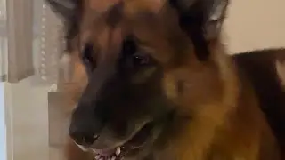 Arjun | German Shepherd 😊❤️