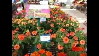 2014 Spring Trials: SAKATA Zinnia Profusion