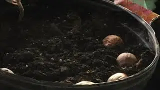 How to Plant Burr Oak Tree Acorns