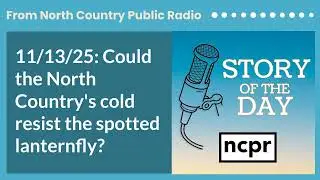 11/13/25: Could the North Country's cold resist the spotted lanternfly? | Story of the Day